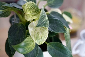 Close up of a potted plant with green and white leaves © Lizaveta