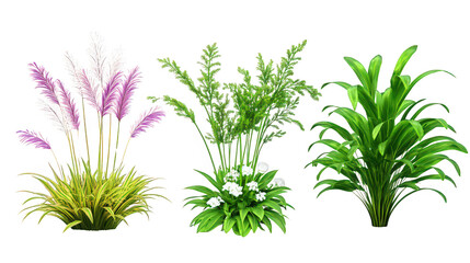 Fototapeta premium Set of ornamental grasses Miscanthus purpurascens