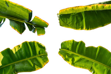 Tropical banana leaf isolated on white background