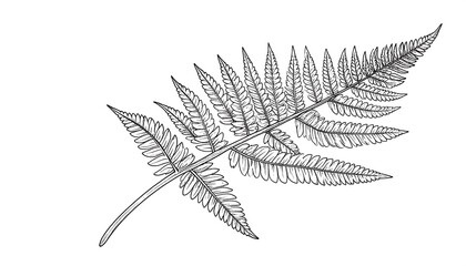 Detailed line drawing of a fern frond