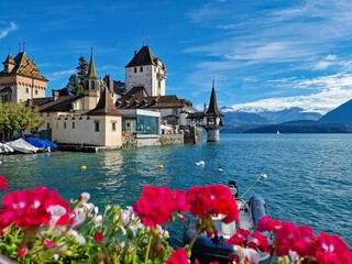 Scenic view of Oberhofen Castle on Lake Thun framed by vibrant geraniums, with snow-capped Alps in the background on a bright sunny day.