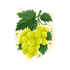 Fresh vector green grapes with leaves. Cartoon style bunch of berries for garden, summer harvest, wine or food design.