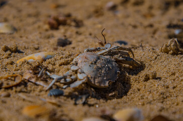 The Circle of Life: A Dried Crab Carapace on a Sandy Beach