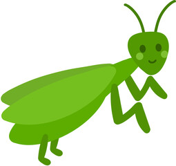 insect