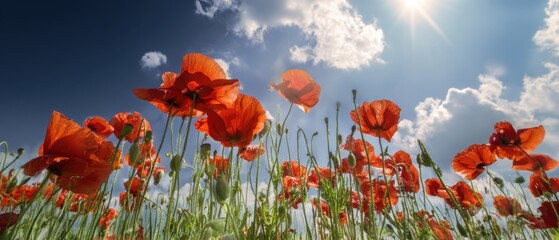 The Poppy Field Reaching Toward a Sunlit Blue Sky with Fluffy White Clouds
