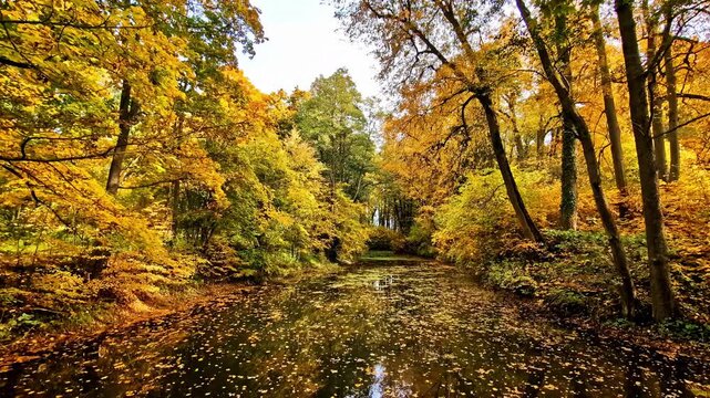 Featuring of lush, dense forest uring autumn with leaves fallen on ground and pond.
