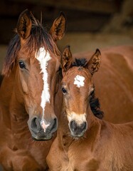 Close-up of a horse and foal