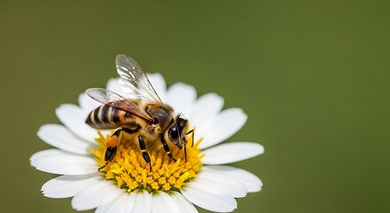 Honeybee on a White Daisy Flower.