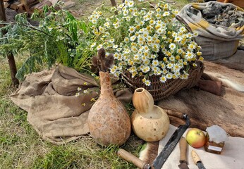 garden  with herbs chamomiles