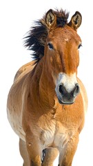 Close-up of a horse's head and upper body