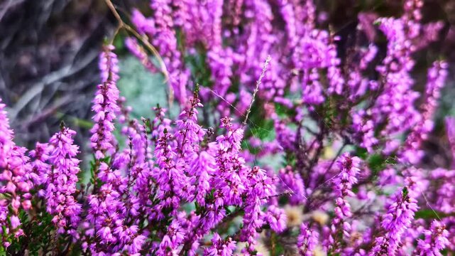 A slow, gentle camera tilt-up reveals the dense and vibrant beauty of wild Heather flowers, showcasing the rich texture and purple color of the blossoms in a peaceful, natural setting