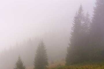 coniferous forest in fog. nature background on cold autumn morning. mysterious scenery with silhouettes of trees