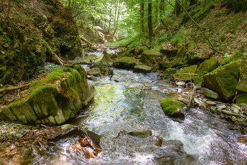 water stream flow among trees and rocks in summer. forest landscape with river and stones. beautiful nature background for travel. outdoor adventure in carpathian woodland in green foliage