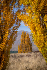 Obraz premium people enjoy beautiful landscape view of colorful leaves , turquoise lake and snow cap moutain background at Lake Tekapo South Island New Zealand in the autumn