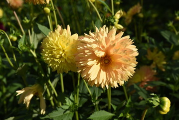 Dahlias jaunes au jardin en été