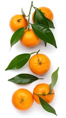 Fresh mandarins with leaves on white