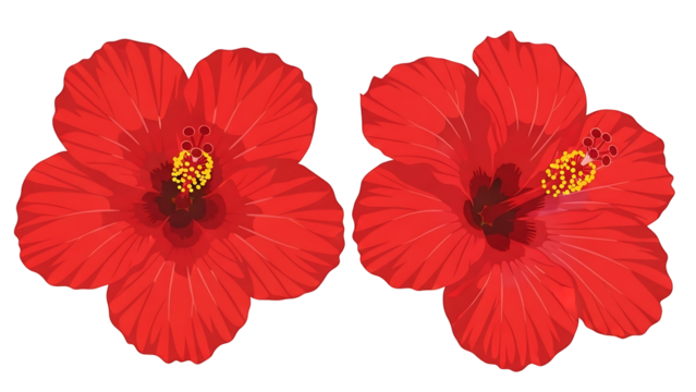 Two vibrant red hibiscus flowers, outlined in dark red