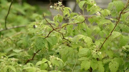 Bee pollinating a plant flowers and flying around - Powered by Adobe