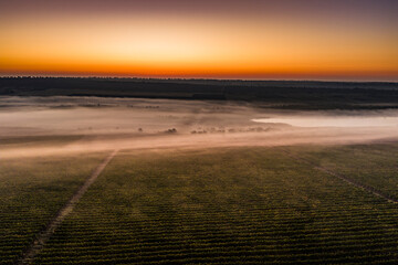 Aerial view of vineyard field covered with morning fog at sunrise