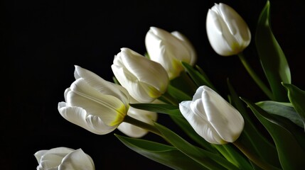 Fototapeta premium Spring Tulip Blooms: Red/Pink/Purple Blossoms, Floral Bouquets & Garden Field Flowers