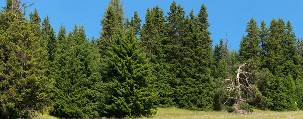 Nadelbäume in Berglandschaft, Österreich, Europa, Panorama 
