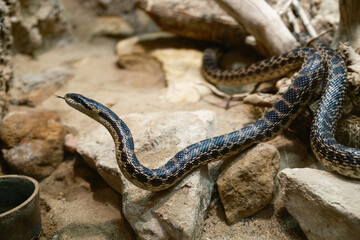 Snake On The Rocks Moving Slow