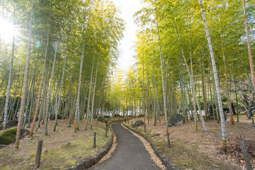 a relaxing walking path of tall bamboo trees inside Beppu Park