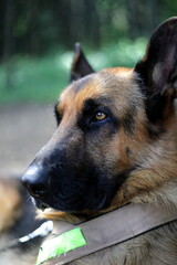 In a beautiful forested area, a German Shepherd dog, equipped with a harness, is depicted as being alert and attentive to its surroundings
