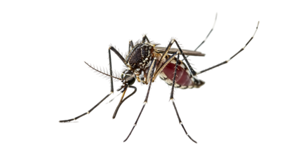 Close-up of a mosquito, segmented body, intricate veins, and splayed legs against a black background