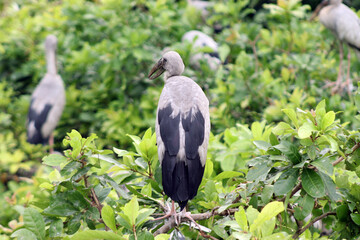 Asian openbill, Bird, Saros, Kulik Bird Raiganj