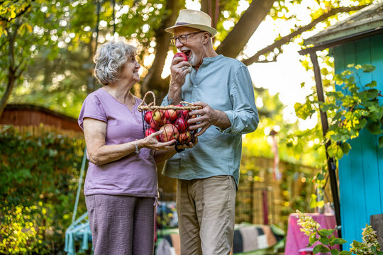 Senior couple holding a basket full of fresh organic apples in the garden