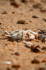 The Circle of Life: A Dried Crab Carapace on a Sandy Beach