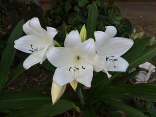 White lily flowers fully blooming in a green garden environment, photographed in detail with...