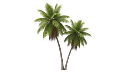 Two lush palm trees against a black background