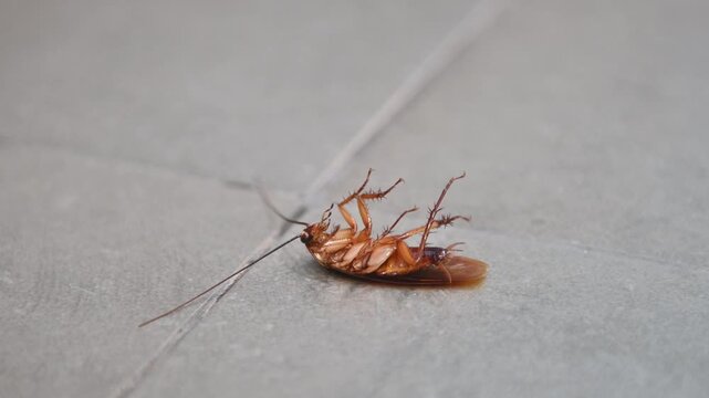4K Closeup view of large cockroach lying on its back