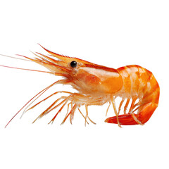 Fresh, whole shrimp, vibrant orange-red, detailed view, isolated on black