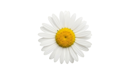 Close-up of a single white daisy with a bright yellow center, isolated on a black background