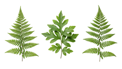 Three stylized fern fronds in varying shapes, vibrant green, isolated on black