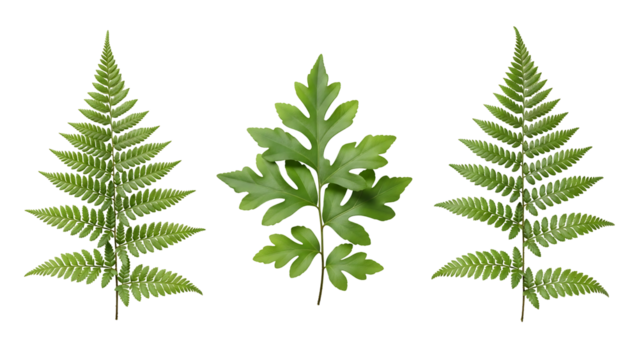 Three stylized fern fronds in varying shapes, vibrant green, isolated on black