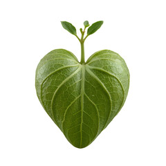 Green heart shaped leaf with new sprouts isolated on a transparent background green leaf