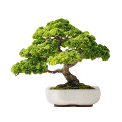 Bonsai tree in a light-colored pot
