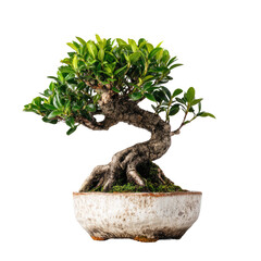 Small bonsai tree with lush green foliage, dark brown trunk, and light gray pot