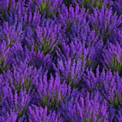 Photorealistic seamless texture of a dense purple lavender flower field