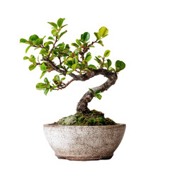 Small bonsai tree in a shallow, light gray pot