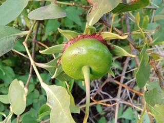 Sonneratia caseolaris or mangrove Apple fruit 