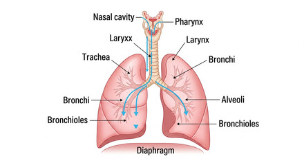 respiratory organs in humans with a description of their names