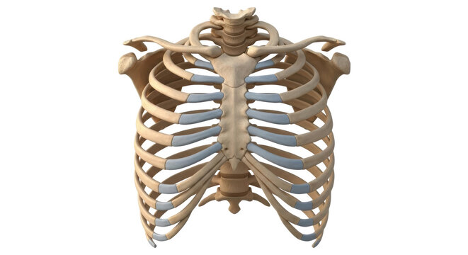 Isolated human rib cage anatomy bones body thorax, skeletal structure, medical study