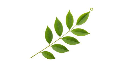 Isolated branch of green leaves for design element, single stalk of fresh foliage