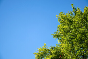 Crown of large green tree against background of clear blue sky. Summer sunny day. Close-up. Copy space for text.