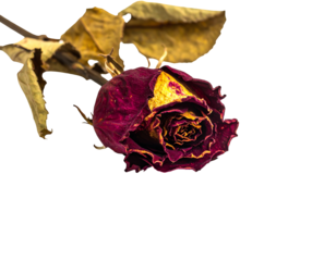A dried dark-red rose, its petals shriveled and edged with gold, hangs on a brittle stem with withered leaves against a black background